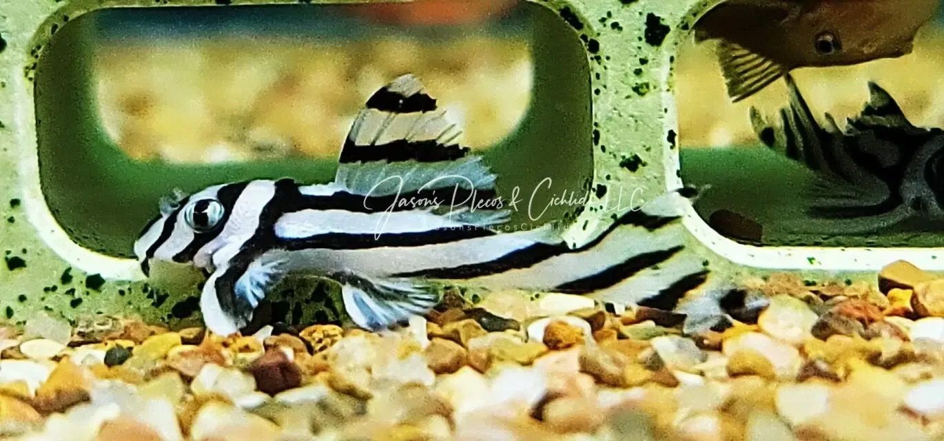L098 Zebra Pleco - (Hypancistrus zebra)