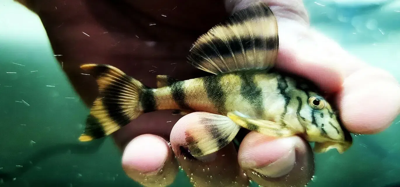 L135 Worm Line Pleco - (Peckoltia braueri)
