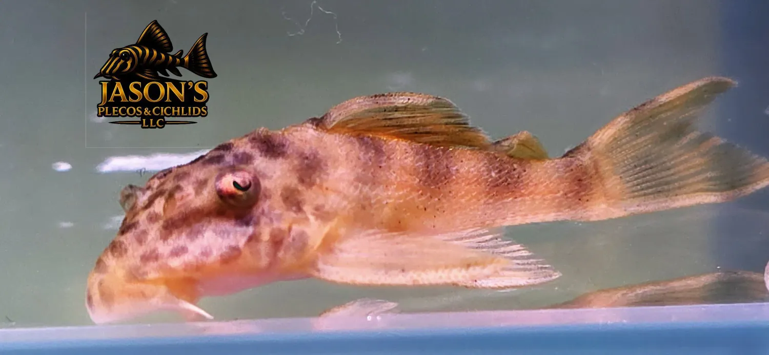 L147 Colombian Honey Pleco - (Ancistomus sp.)