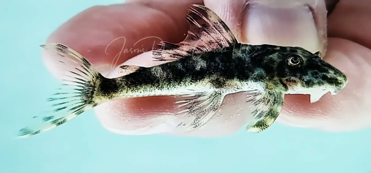 L207 Lujans Pleco - (Peckoltia lujani)