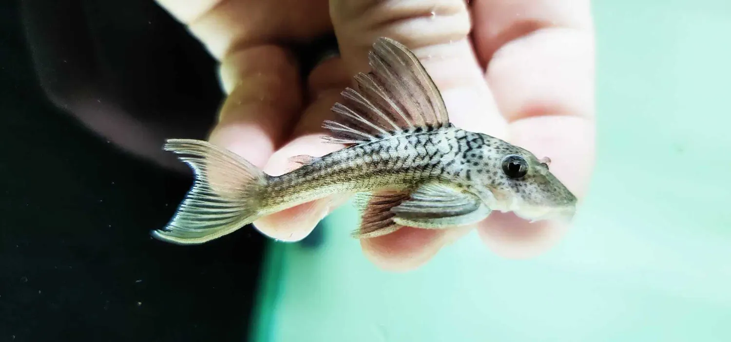 L215 Ghost Pleco - (Ancistomus snethlageae)
