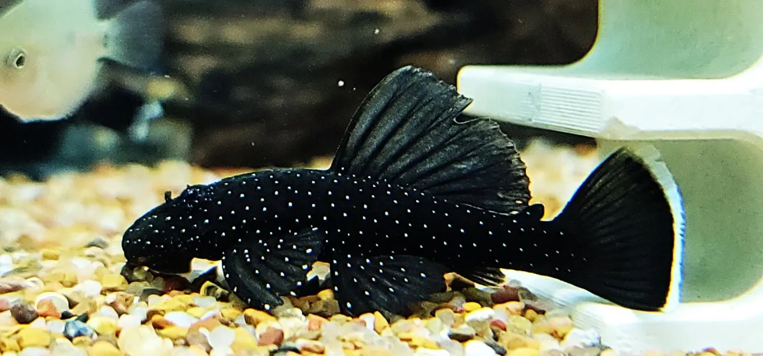 L181 Peppermint Pleco - (Ancistrus sp.)