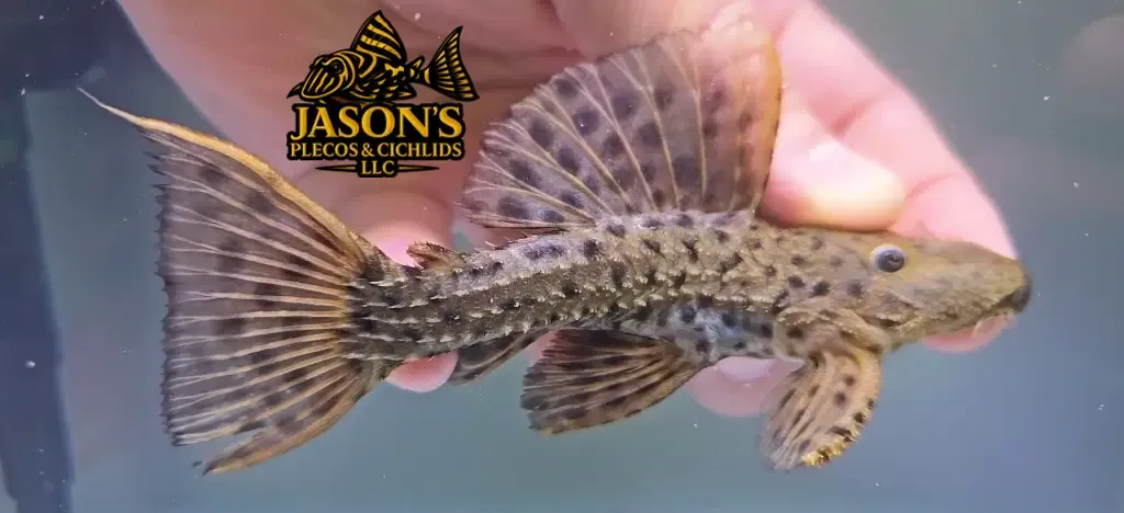 L160 Spiny Monster Pleco/Coffee and Cream Cactus Pleco - (Pseudacanthicus spinosus)