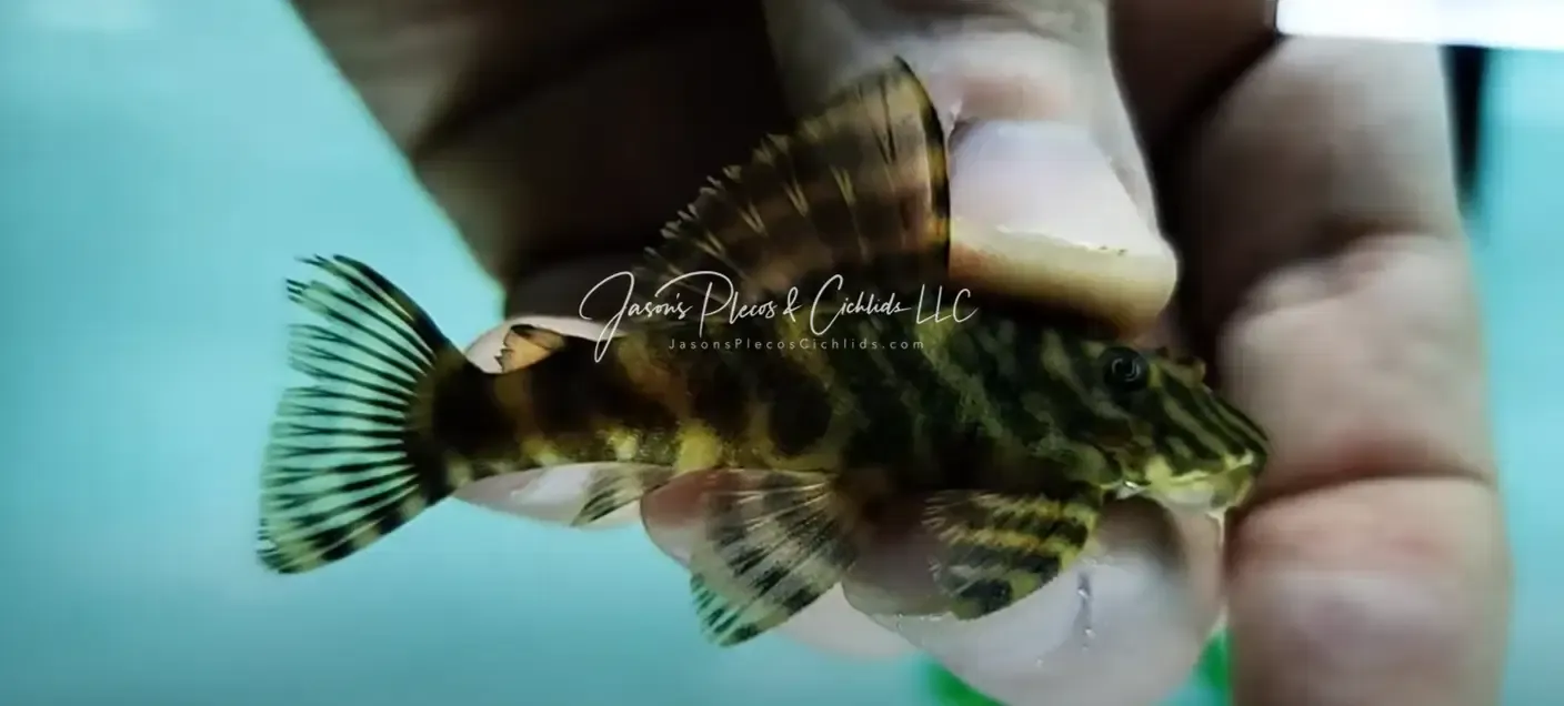 L162 Clown Pleco - (Panaqolus maccus)