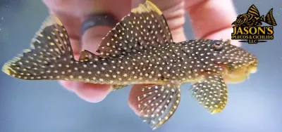 L177 Gold Nugget Pleco - (Baryancistrus xanthellus)