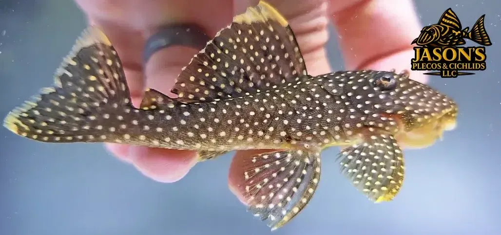 L177 Gold Nugget Pleco - (Baryancistrus xanthellus)