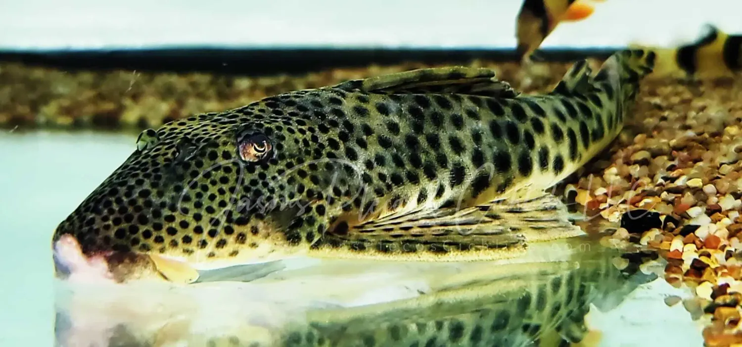 L301 Para Pleco - (Peckoltia sabaji)