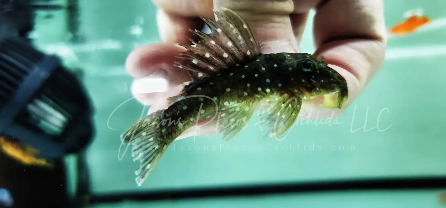 L315 Bluespotted Pleco - (Spectracanthicus punctatissimus)