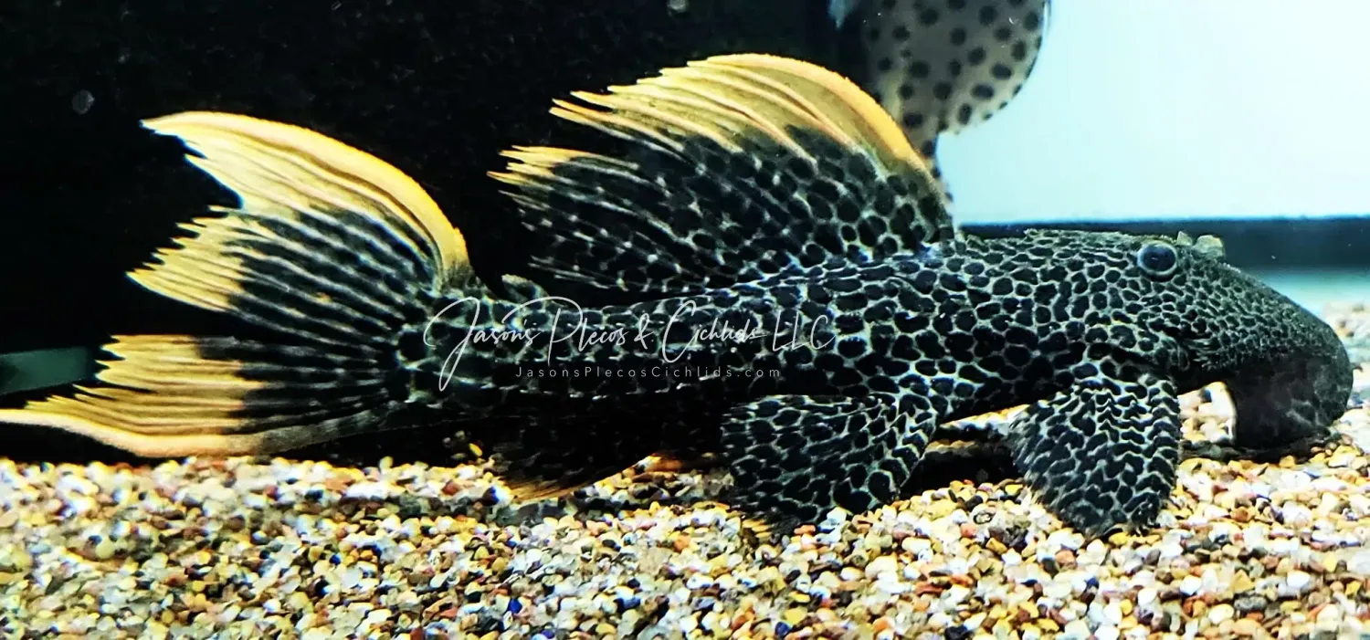 Plecos For Sale Online