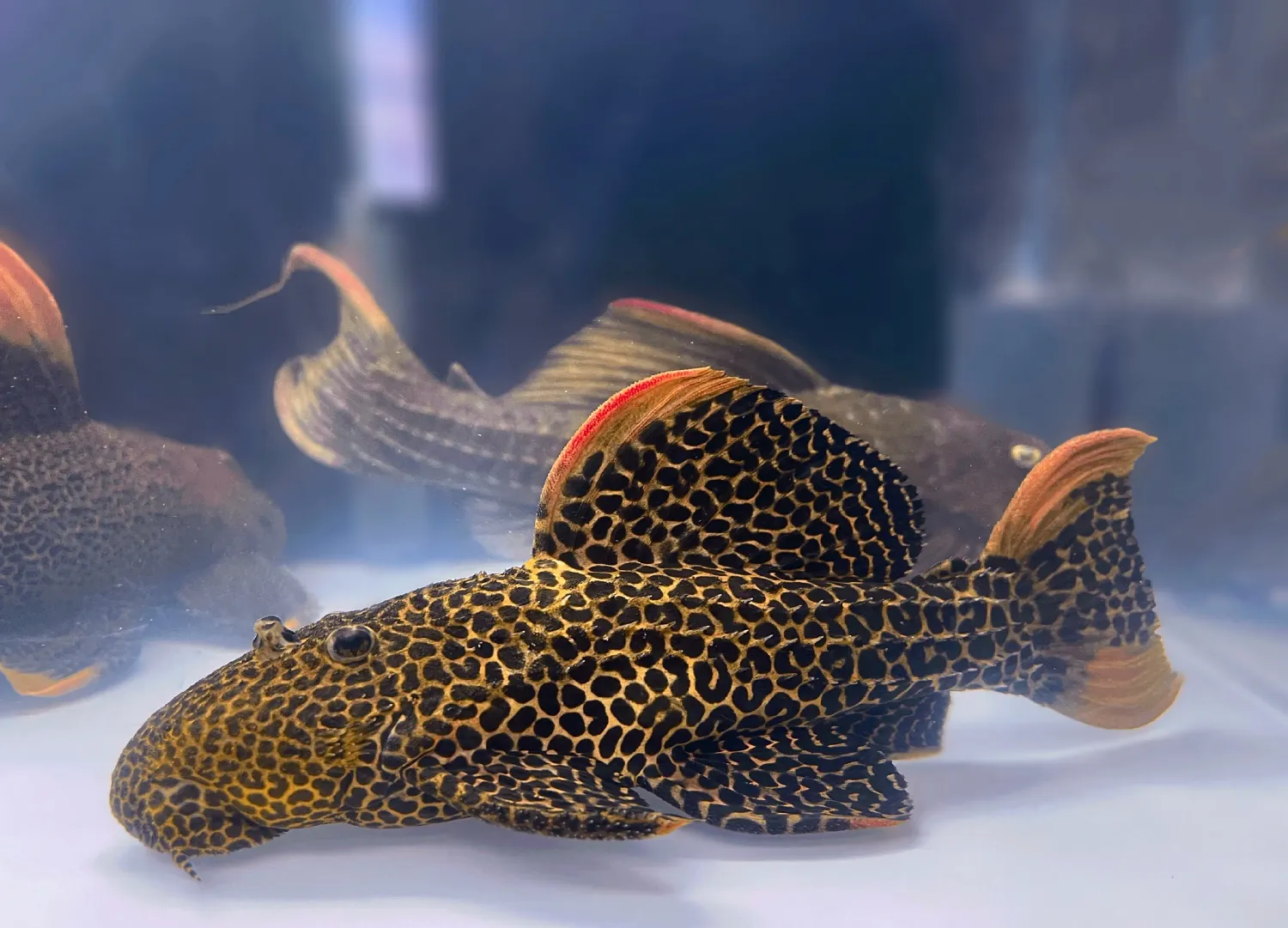 LDA007 Leopard Cactus Pleco - (Pseudacanthicus cf. leopardus)