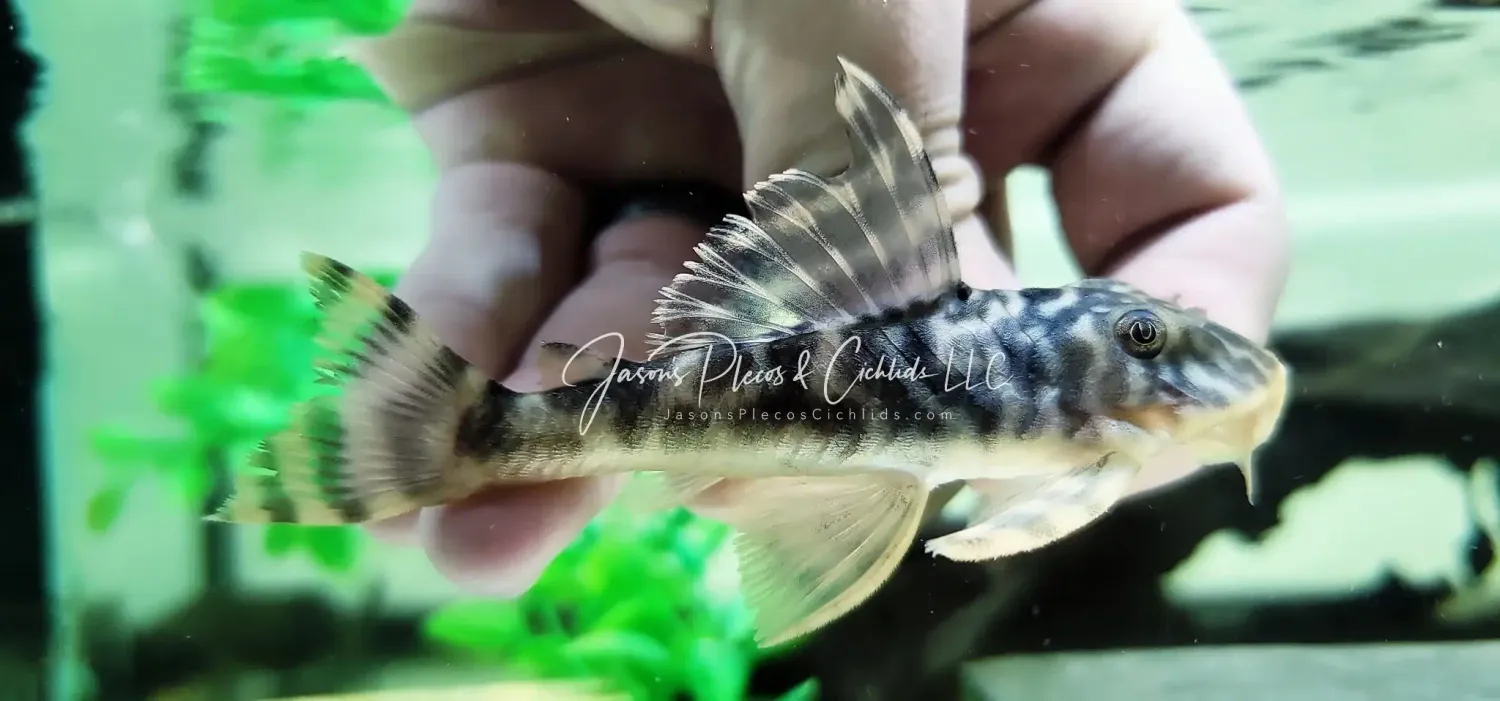 L377 Prince Tiger Pleco For Sale Online