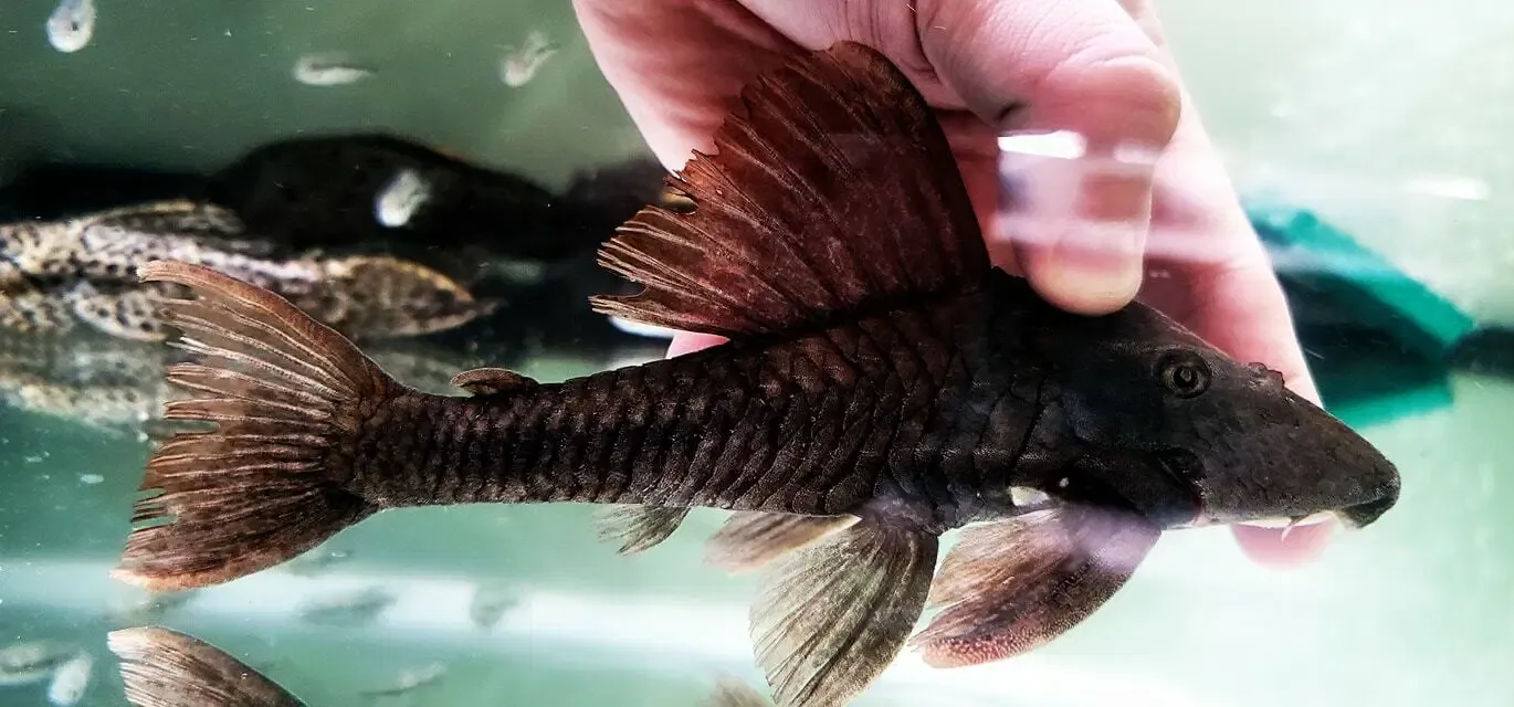 LDA051 Rusty Pleco - (Hypostomus cochliodon)