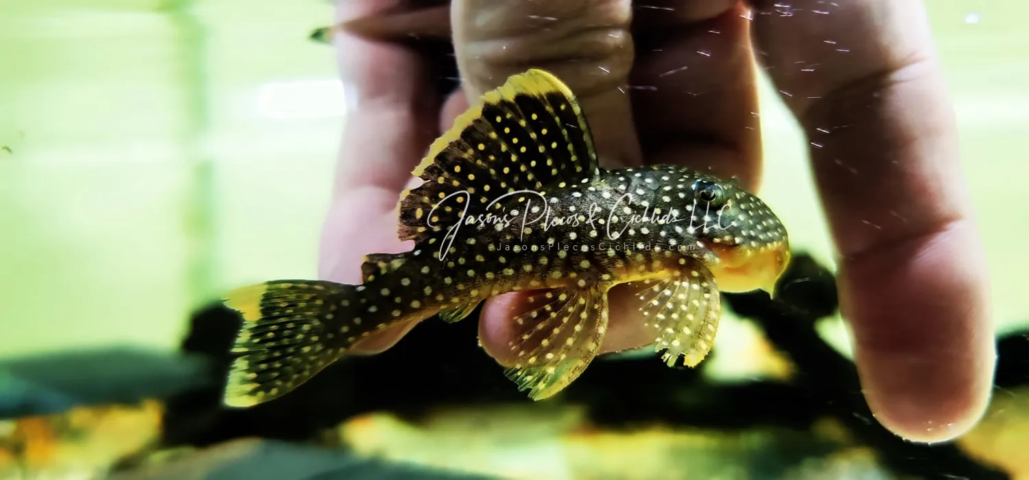 L018 Gold Nugget Pleco For Sale Online