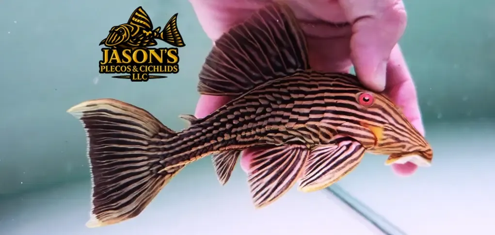 L027 Goldline Royal Pleco - (Panaque cf. armbrusteri)