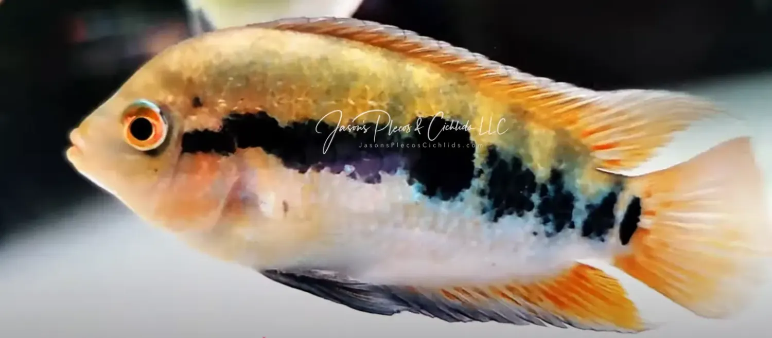 Rainbow Cichlid - (Herotilapia multispinosa)