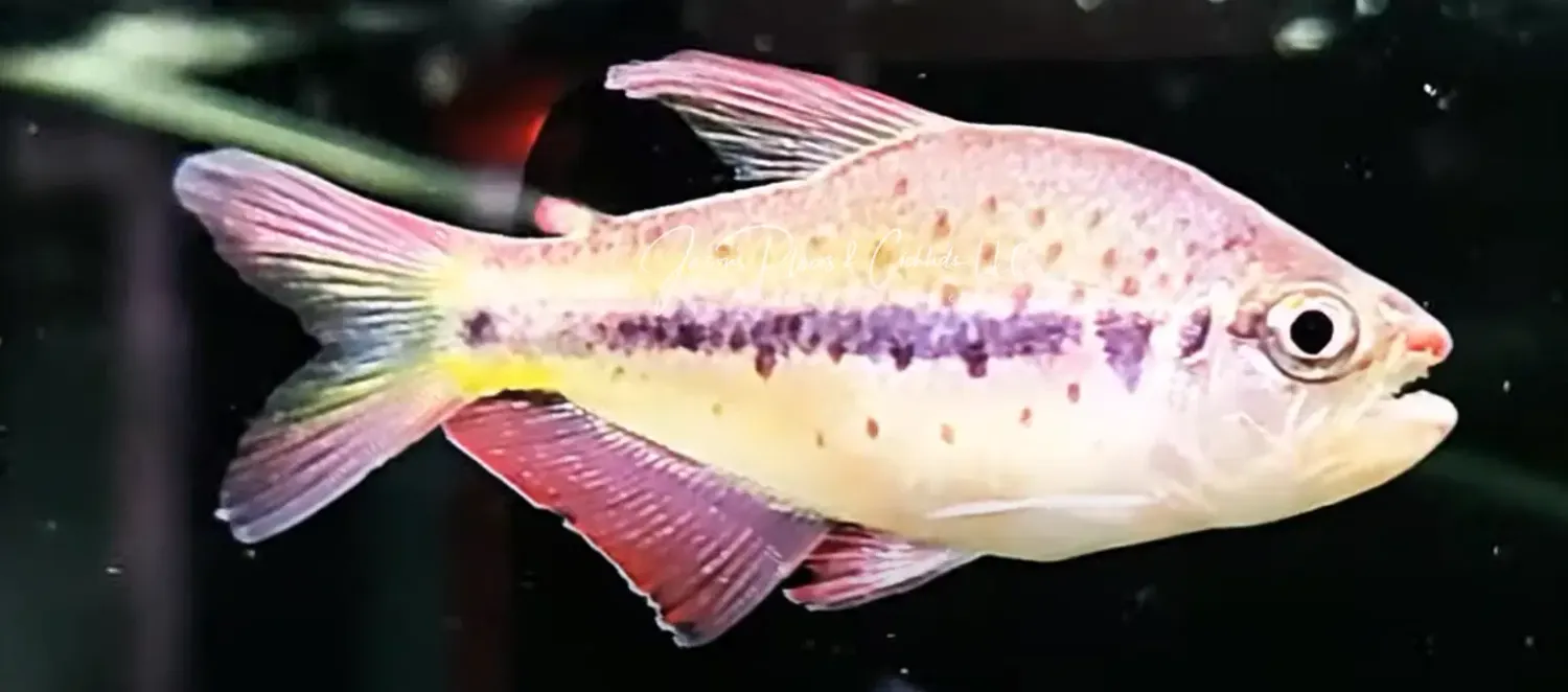 Pink Spot Choco Tetra - (Pseudochalceus kyburzi)