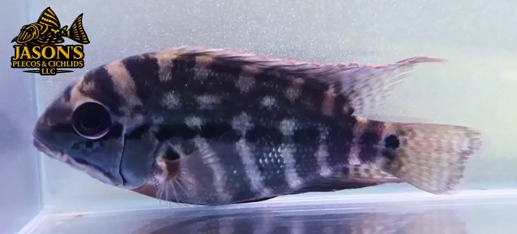 True Parrot Cichlid - (Hoplarchus psittacus)