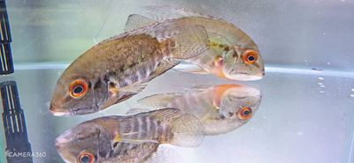 True Parrot Cichlid - (Hoplarchus psittacus)