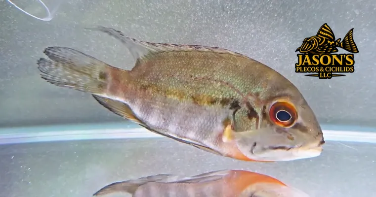 True Parrot Cichlid - (Hoplarchus psittacus)