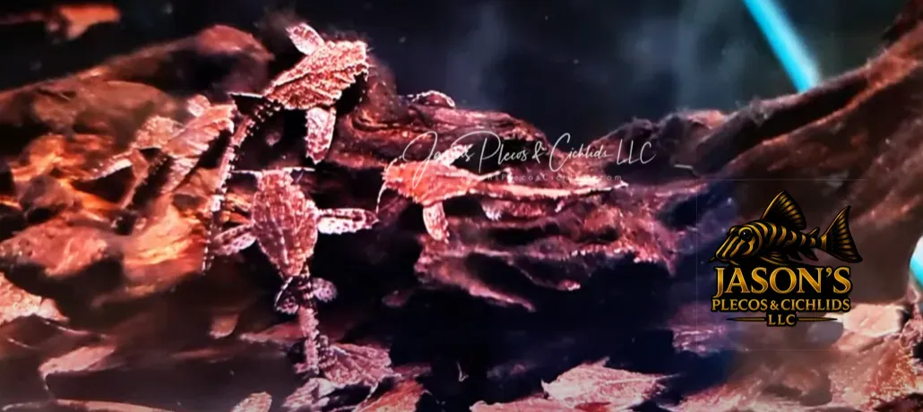 Banjo Catfish - (Bunocephalus coracoideus)