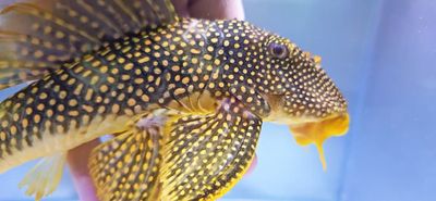 L014 Sunshine Pleco/Goldie Pleco - (Scobinancistrus aureatus)