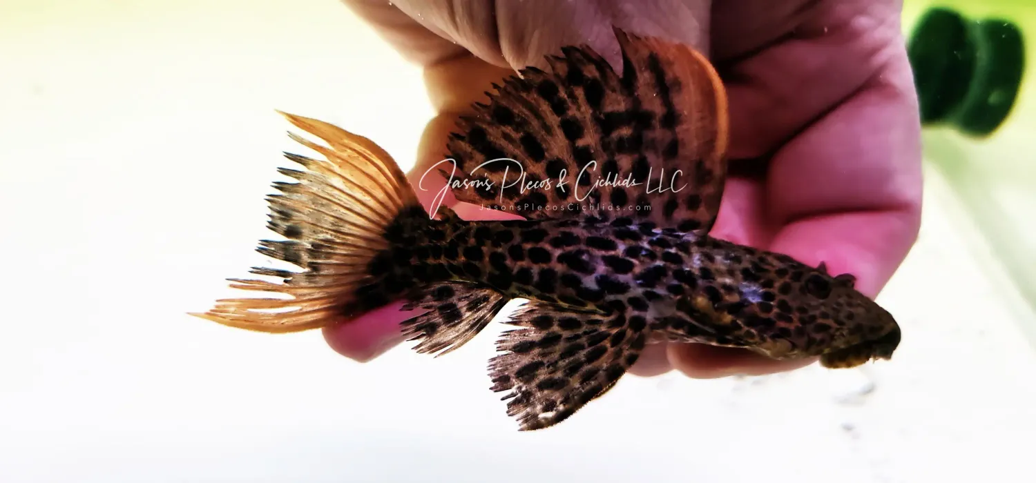 L114 Leopard Cactus Pleco - (Pseudacanthicus cf. leopardus)