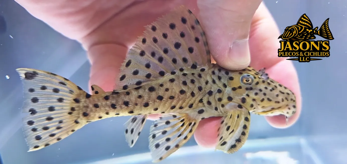 Golden Vampire Pleco - (Leporacanthicus heterodon)