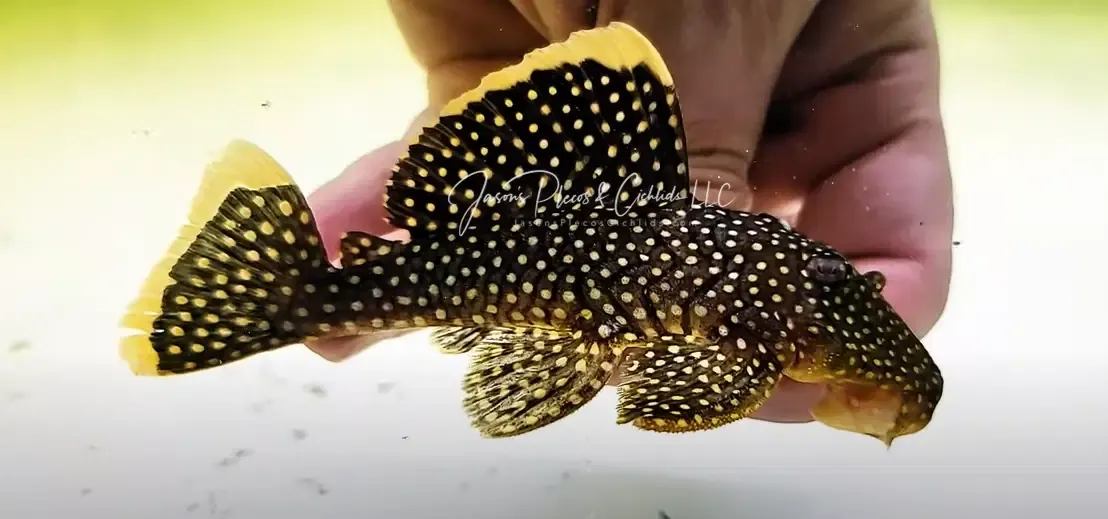 L018 Gold Nugget Pleco - (Baryancistrus xanthellus)