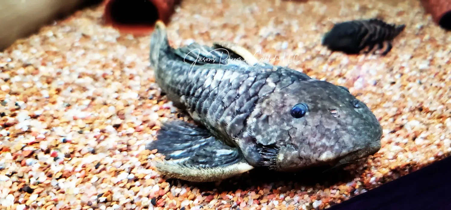 Chubby Pleco - (Parancistrus aurantiacus)