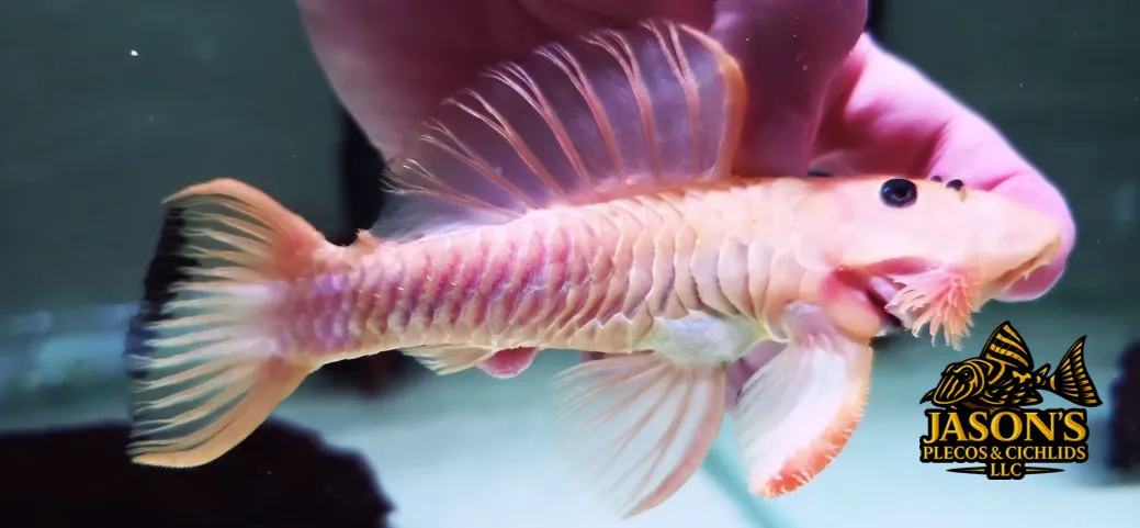 Chubby Pleco - (Parancistrus aurantiacus)