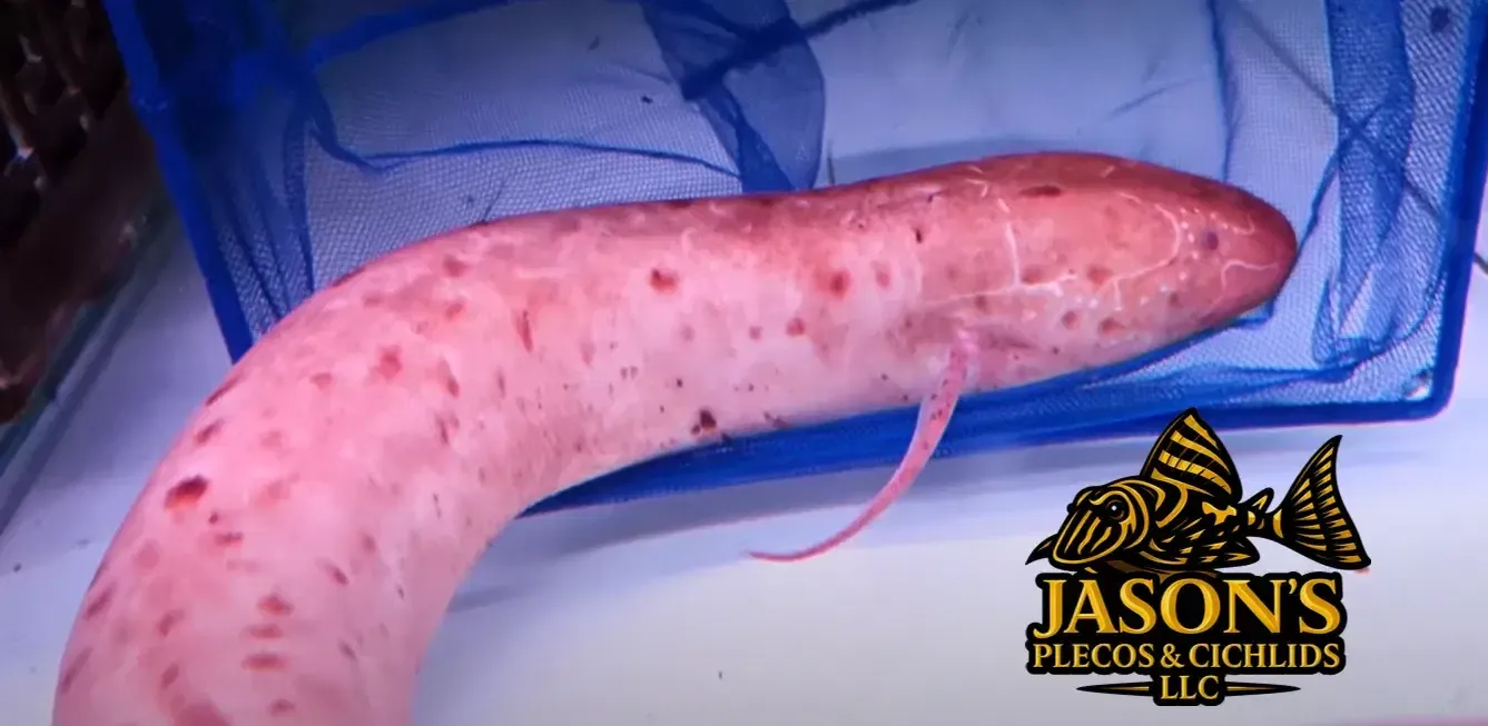 Albino Slender lungfish - (Protopterus dolloi)
