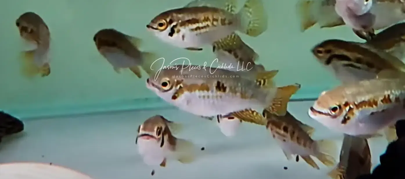 Araguaia Dwarf Acara - (Laetacara araguaiae)