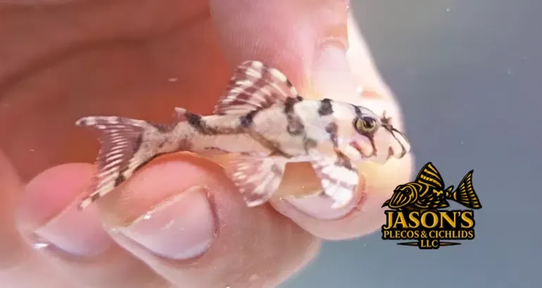 L236 Super White - (Hypancistrus seideli)