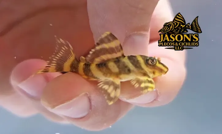 L333 Gold King Tiger - (Hypancistrus Seideli)