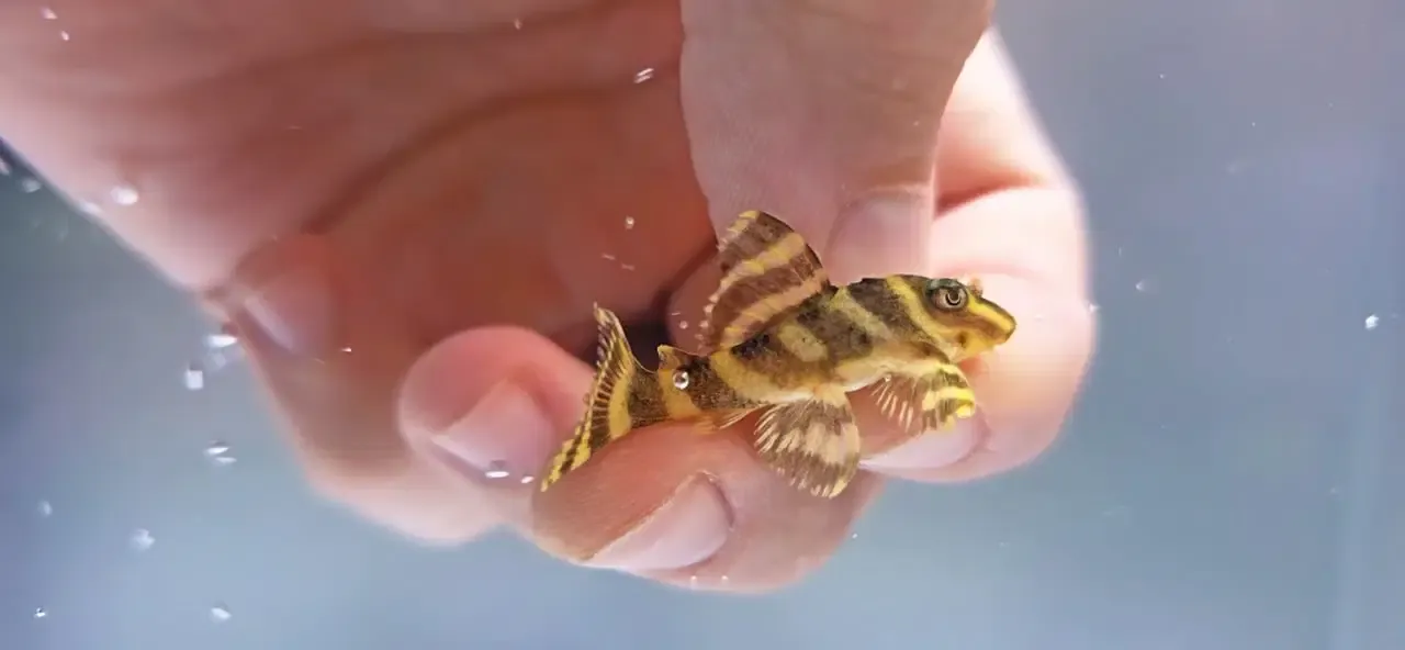 L333 Gold King Tiger - (Hypancistrus Seideli)