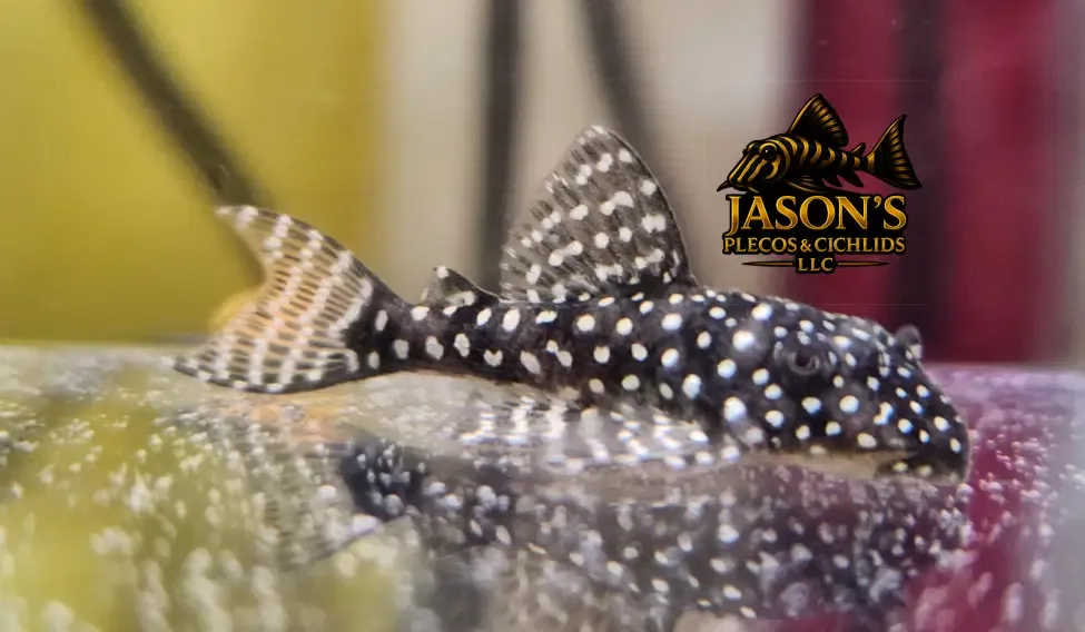 L181 Peppermint Pleco - (Ancistrus sp.)