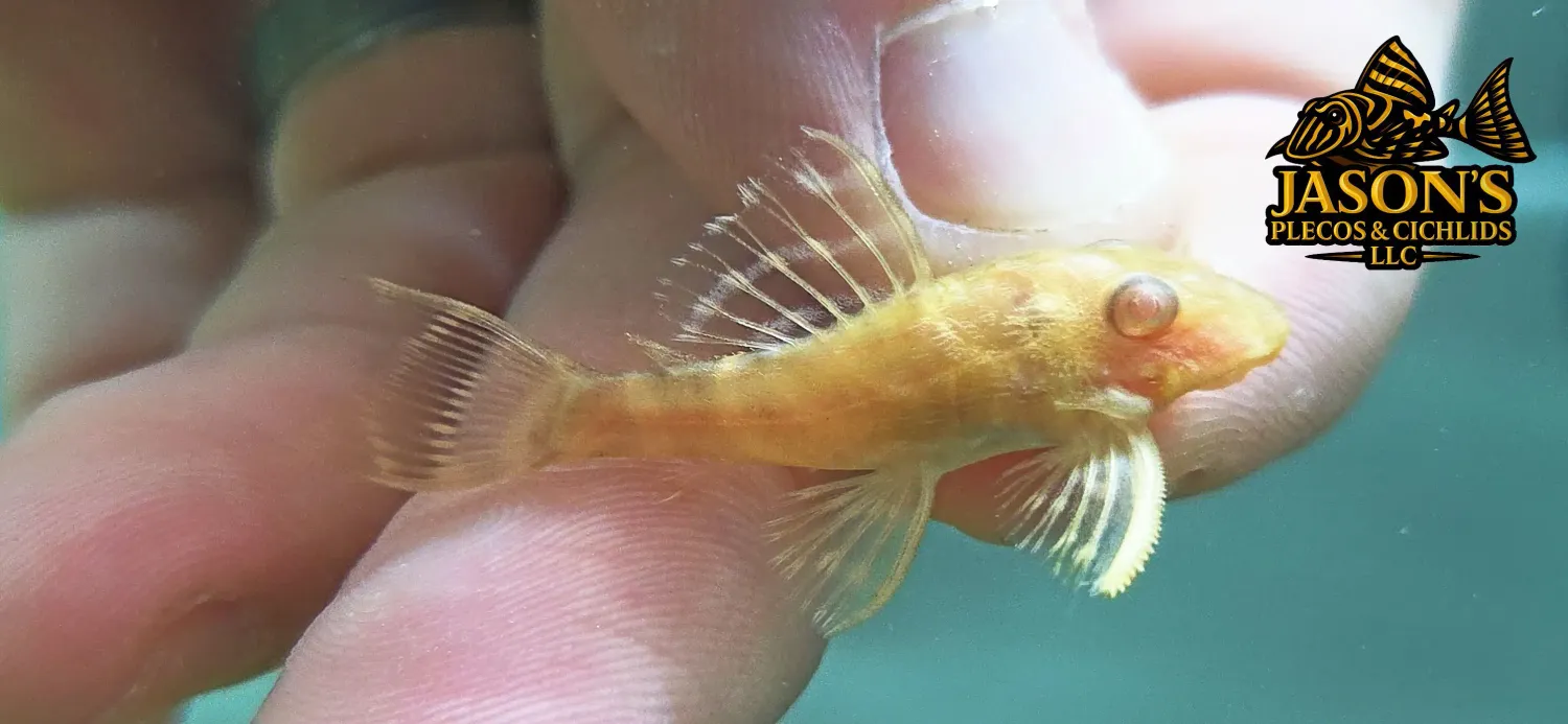 L333 Albino King Tiger Pleco - (Hypancistrus Seideli)