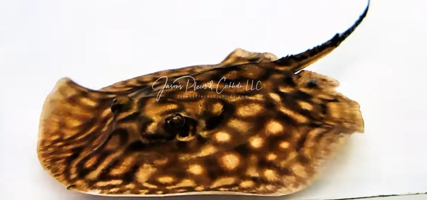 Pearl Stingray - (Potamotrygon Jabuti)