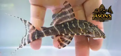 L204 Flash Pleco - (Panaqolus albivermis)