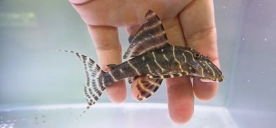 L204 Flash Pleco - (Panaqolus albivermis)