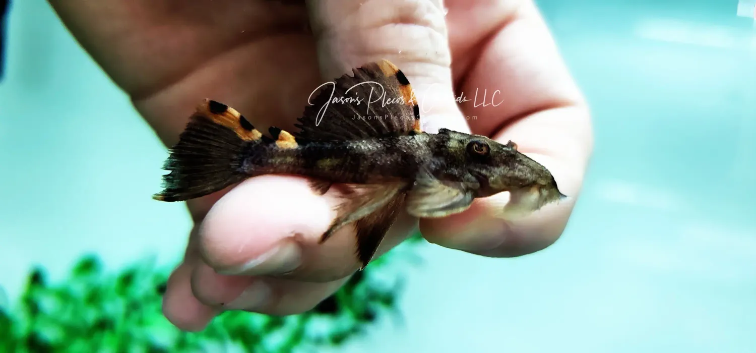 L091 Three Beacon Pleco/Redfin Blackspot Pleco - (Leporacanthicus triactis)