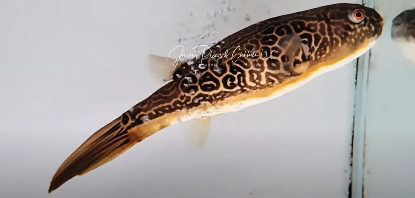 Mbu Puffer - (Tetraodon mbu)