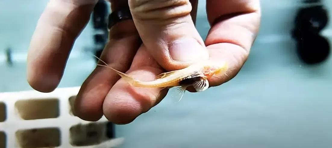 Albino Polka Dot Lyre Tail Pleco - (Acanthicus adonis)