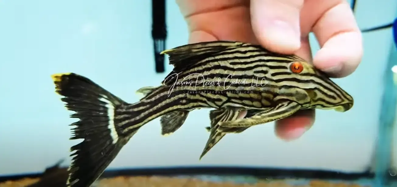 L190 Royal Pleco - (Panaque nigrolineatus)