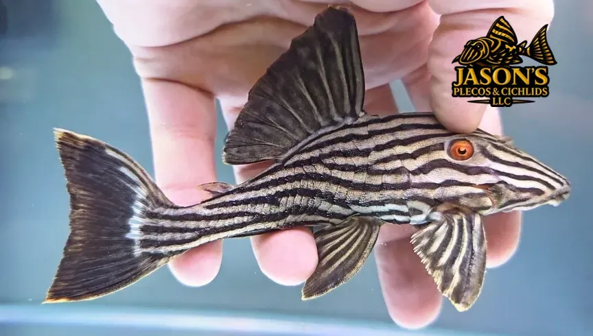 L190 Royal Pleco - (Panaque nigrolineatus)