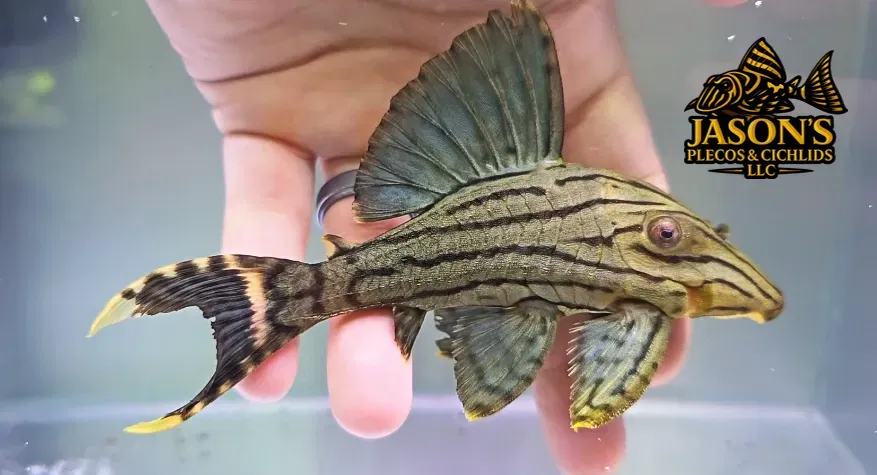 L191 Dull Eyed Royal Pleco - (Panaque sp.)