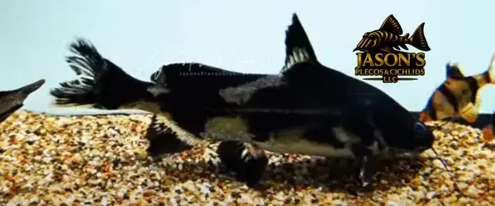 Harlequin Lancer Catfish - (Bagroides melapterus)