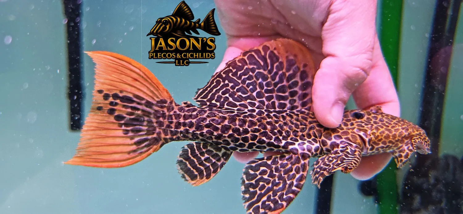 L114 Leopard Cactus Pleco - (Pseudacanthicus cf. leopardus)