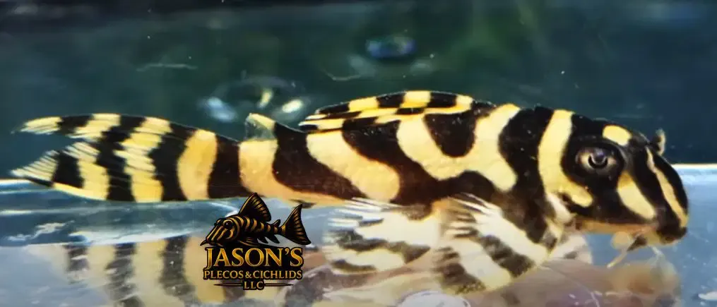L333 Gold Grade A King Tiger - (Hypancistrus Seideli)