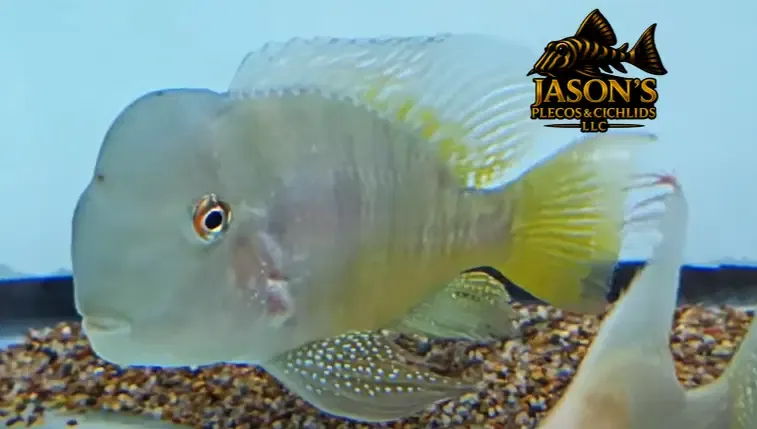 Gymnogeophagus balzanii - (Paraguay Eartheater)